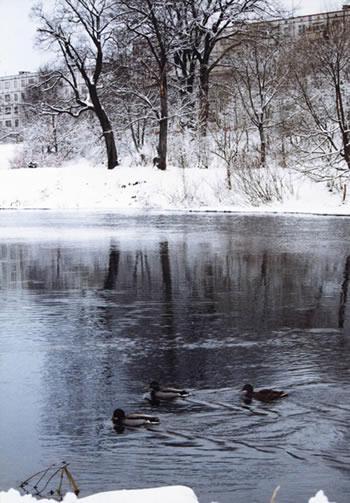 Река Луга в городе Луге